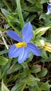 Blue color binara flower in sri lanka