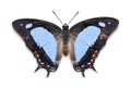 Blue color Common Nawab Polyura athamas butterfly