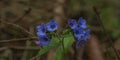 Blue color cowslip with green leaf in spring sunny day Royalty Free Stock Photo