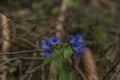 Blue color cowslip with green leaf in spring sunny day Royalty Free Stock Photo