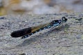 Blue color damselfly