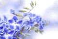 Blue color flowers of Duranta erecta Verbenaceae