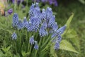 Blue color of Hyacinthus Orientalis Royalty Free Stock Photo