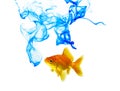 Blue Color Ink And Goldfish Royalty Free Stock Photo