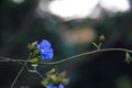 Blue color wild flower for background