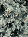 Blue Colorado Spruce, Picea pungens `Glauca`, bushy evergreen conifer