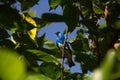 A SaÃÂ­-andorinha macho Tersina viridis. Swallow Tanager.