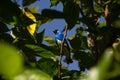 A SaÃÂ­-andorinha macho Tersina viridis. Swallow Tanager.