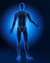 Blue Colored Body Anatomy Illustration - 3D illustration