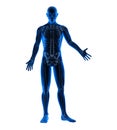 Blue Colored Body Anatomy Illustration - 3D illustration