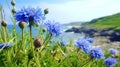 Blue colored Centaurea cyanus is the most common cornflower in Germany\'s fields, generative AI content Royalty Free Stock Photo