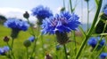 Blue colored Centaurea cyanus is the most common cornflower in Germany\'s fields, generative AI content Royalty Free Stock Photo