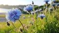 Blue colored Centaurea cyanus is the most common cornflower in Germany\'s fields, generative AI content