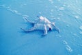 Blue Colored Chiragra Spider Conch Shell Isolated on the Sand Beach with Sea Foam Royalty Free Stock Photo