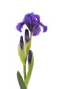 Blue colored iris flower, isolated on white background. Macro.