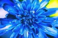 Blue Colored Mum from Above
