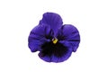 Blue Colored Pansy Flower Isolated on White Background. Royalty Free Stock Photo