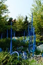 blue colored reeds are standing in the grass between trees Royalty Free Stock Photo