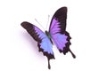 Blue and colorful butterfly on white background Royalty Free Stock Photo