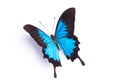 Blue and colorful butterfly on white background Royalty Free Stock Photo