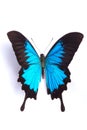 Blue and colorful butterfly on white background Royalty Free Stock Photo