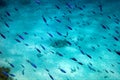 Blue colorful fish at the water. fish school with water surface in background, underwater Caribbean sea. Egypt fish Royalty Free Stock Photo