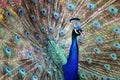 Blue Colorful Male Peacocks Patterned and Textured Feather Disp