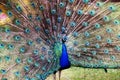 Blue Colorful Male Peacocks Patterned and Textured Feather Disp