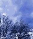 Blue Winter Sky With Black Trees Royalty Free Stock Photo