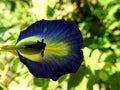 Blue colour Clitoria, Butterfly-Pea, Conchflower closeup image Royalty Free Stock Photo