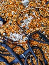 Blue coloured kelp seaweed on brownish coarse beach sand abstract background