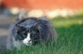 A blue coloured norwegian forest cat female lurkin Royalty Free Stock Photo
