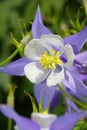 Blue Columbine flower