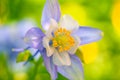 Blue Columbine flower with amazing lighting efects Royalty Free Stock Photo