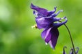 Blue columbine flower blooming outdoor Royalty Free Stock Photo