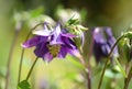 Blue columbine flower blooming Royalty Free Stock Photo