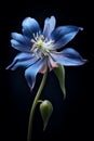 Blue columbine flower of clematis isolated, close up generative AI