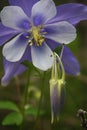 Blue Columbine flower in Colorado Royalty Free Stock Photo