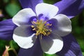 Blue Columbine Flower in Colorado