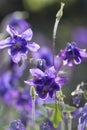 Blue columbine flower colorful spring background Royalty Free Stock Photo