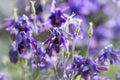 Blue columbine flower colorful spring background Royalty Free Stock Photo