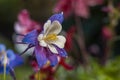 Blue Columbine flower mostly grows in Colorado rocky mountains Royalty Free Stock Photo