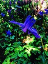 Blue columbine flower Royalty Free Stock Photo