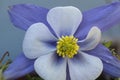 Blue Columbine