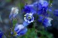 Blue Columbine