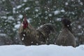 Rooster and chickens of old resistant breed Hedemora from Sweden on snow in wintery landscape.