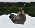 Blue combed rooster of old resistant breed Hedemora from Sweden on snow in wintery landscape.