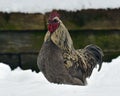 Blue combed rooster of old resistant breed Hedemora from Sweden on snow in wintery landscape.