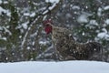 Crowing rooster of old resistant breed Hedemora from Sweden on snow in wintery landscape.