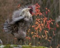A blue combed rooster of the strong breed Hedemora Royalty Free Stock Photo